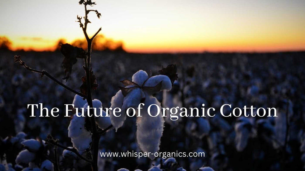the-future-of-organic-cotton