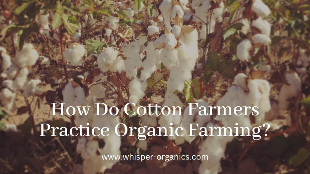 organic-cotton-farming