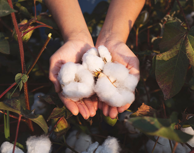 2025: A Year for Organic Cotton