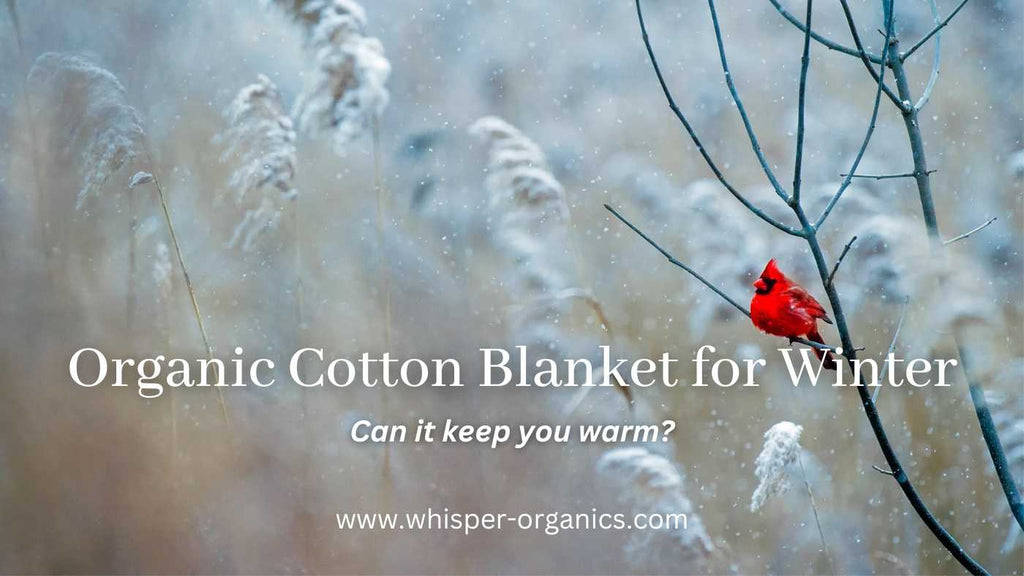Why You Should Consider Using Organic Cotton Clothing