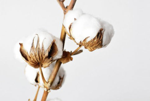 How buying organic cotton is important for your health and for the Earth