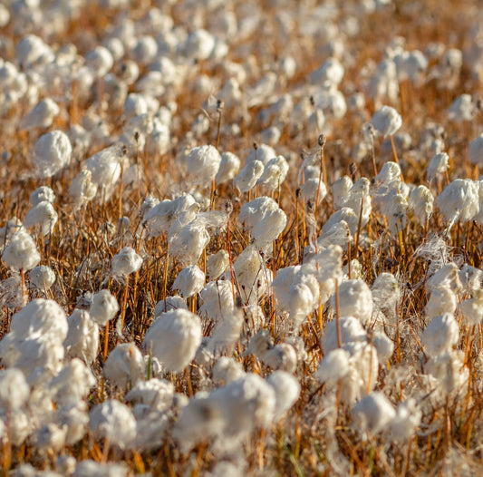 How to Wash Organic Cotton Sheets (Without Ruining Them) Whisper Organics