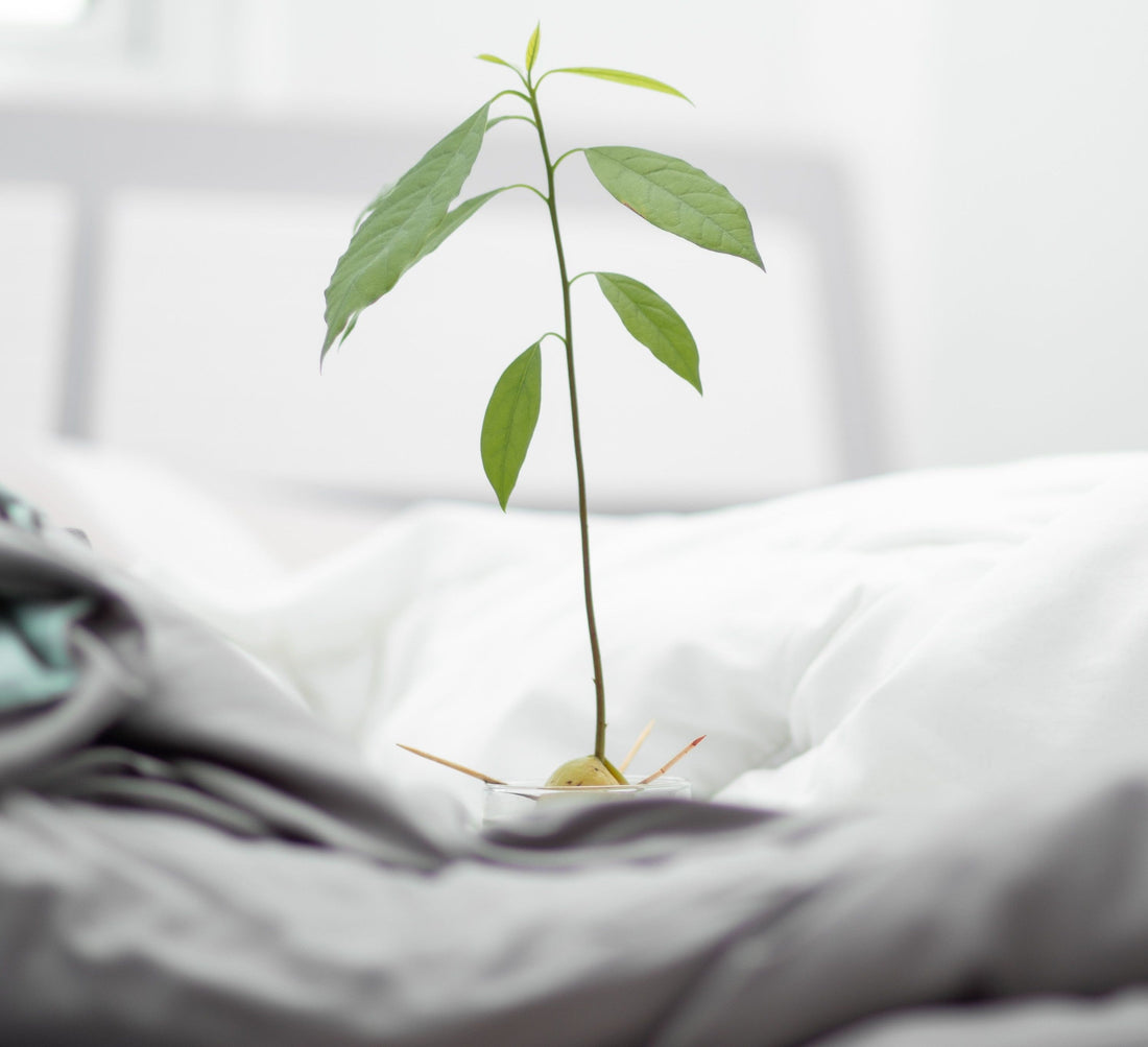 Is Organic Cotton Bedding Worth It? An Honest Answer Whisper Organics