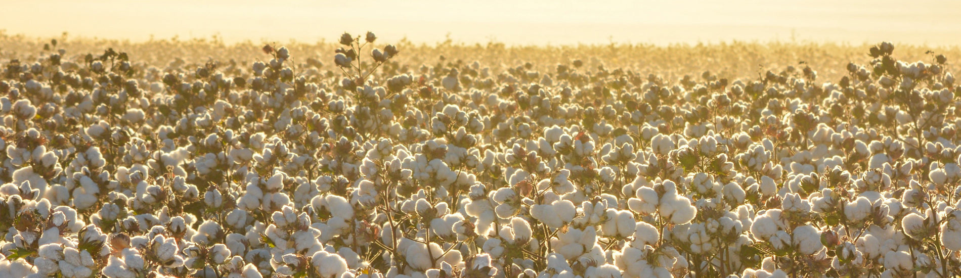 Organic Cotton Collection – Whisper Organics
